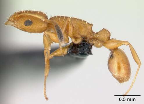 Image of Nesomyrmex