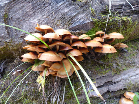 Kuehneromyces mutabilis (Schaeff.) Singer & A. H. Sm. 1946 resmi