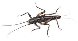 Image of Maungatua stonefly