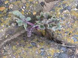 Image of sea kale