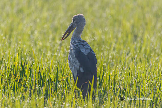 Image of Openbill stork