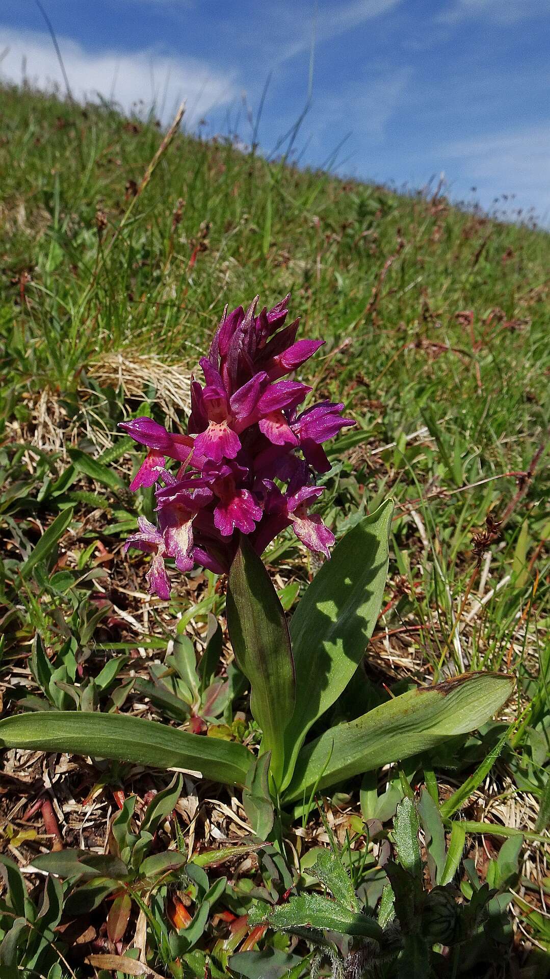 Image of Elder-flowered orchid