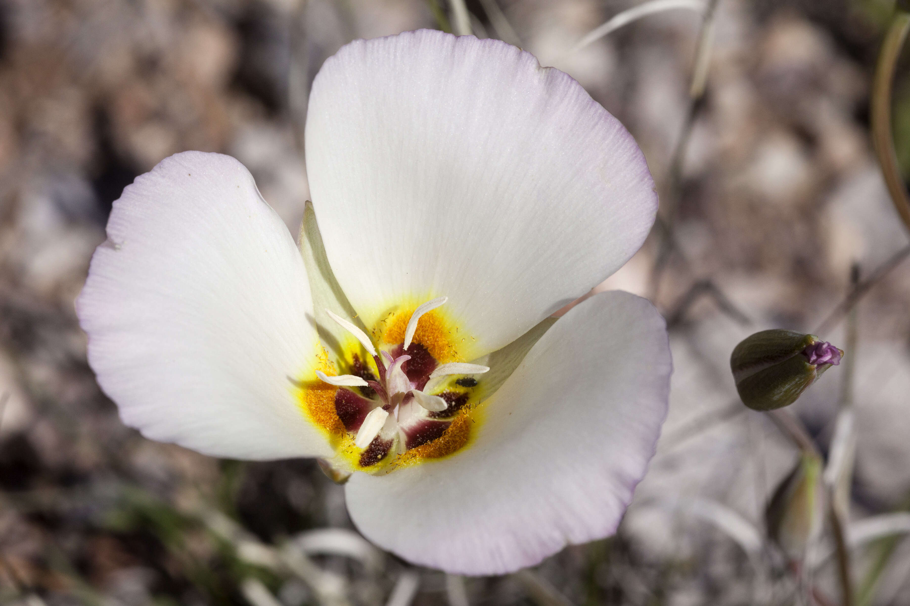 Слика од Calochortus flexuosus S. Watson