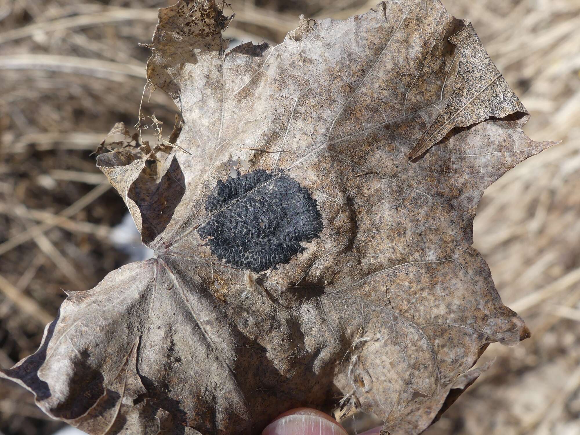 Image of European tar spot