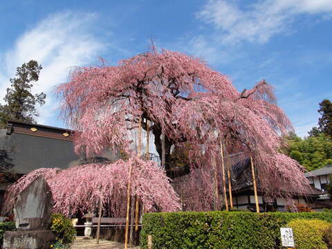 Image de Prunus spachiana (Lavallee ex H. Otto) Kitamura