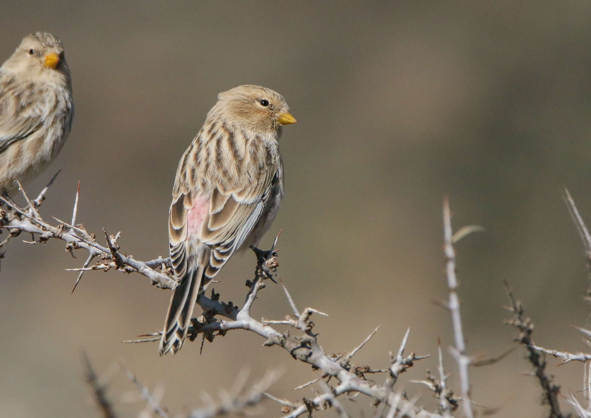 Image of Twite