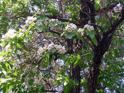 Image of Paulownia fortunei (Seem.) Hemsl.