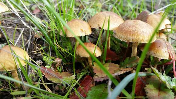 Image of common agrocybe