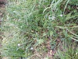 Image of Devil’s Bit Scabious