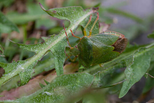 Image of Green shield bug