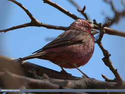 Plancia ëd Carpodacus rhodochlamys (Brandt & JF 1843)