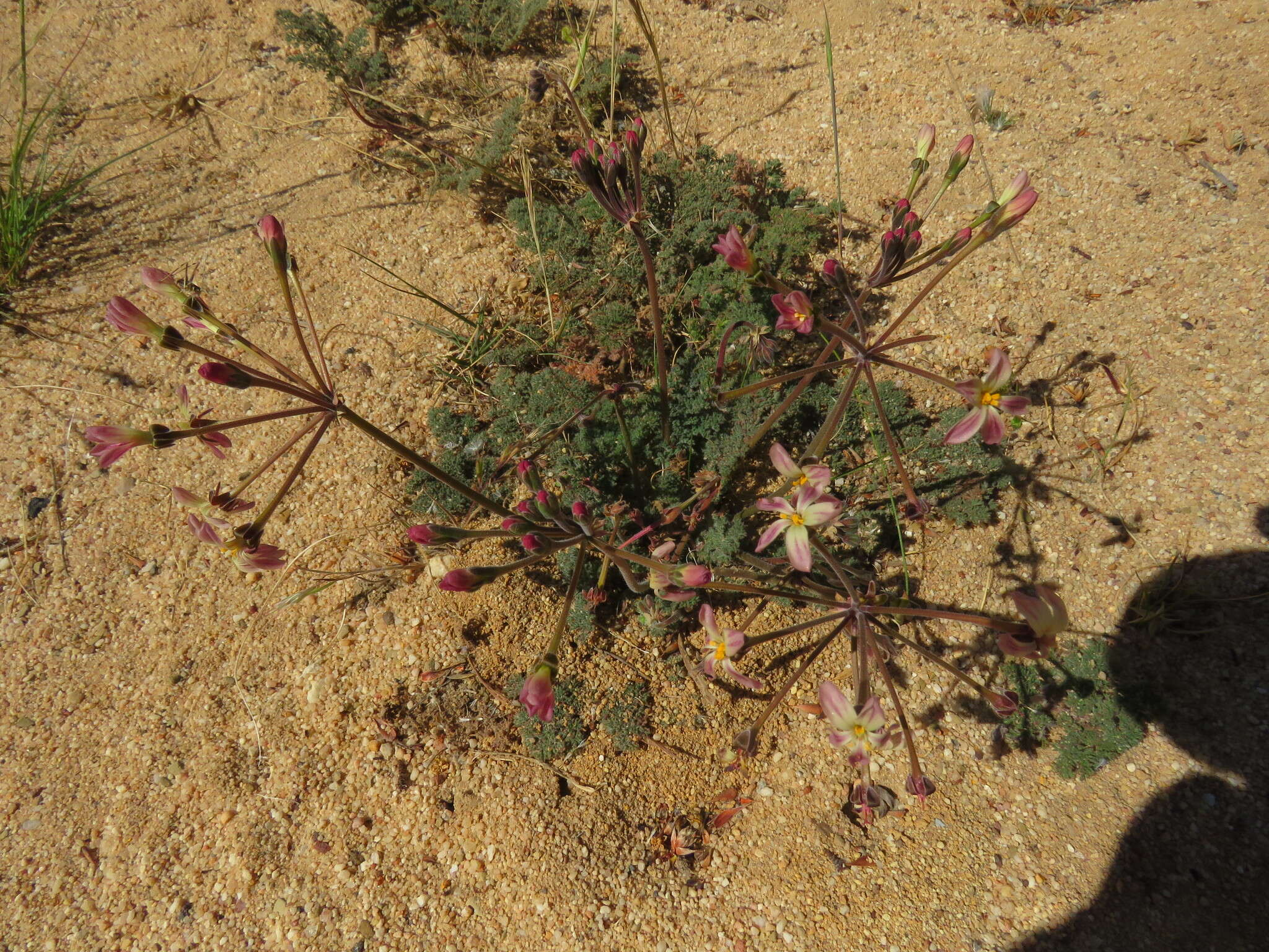 Image of Pelargonium triste (L.) L'Her.