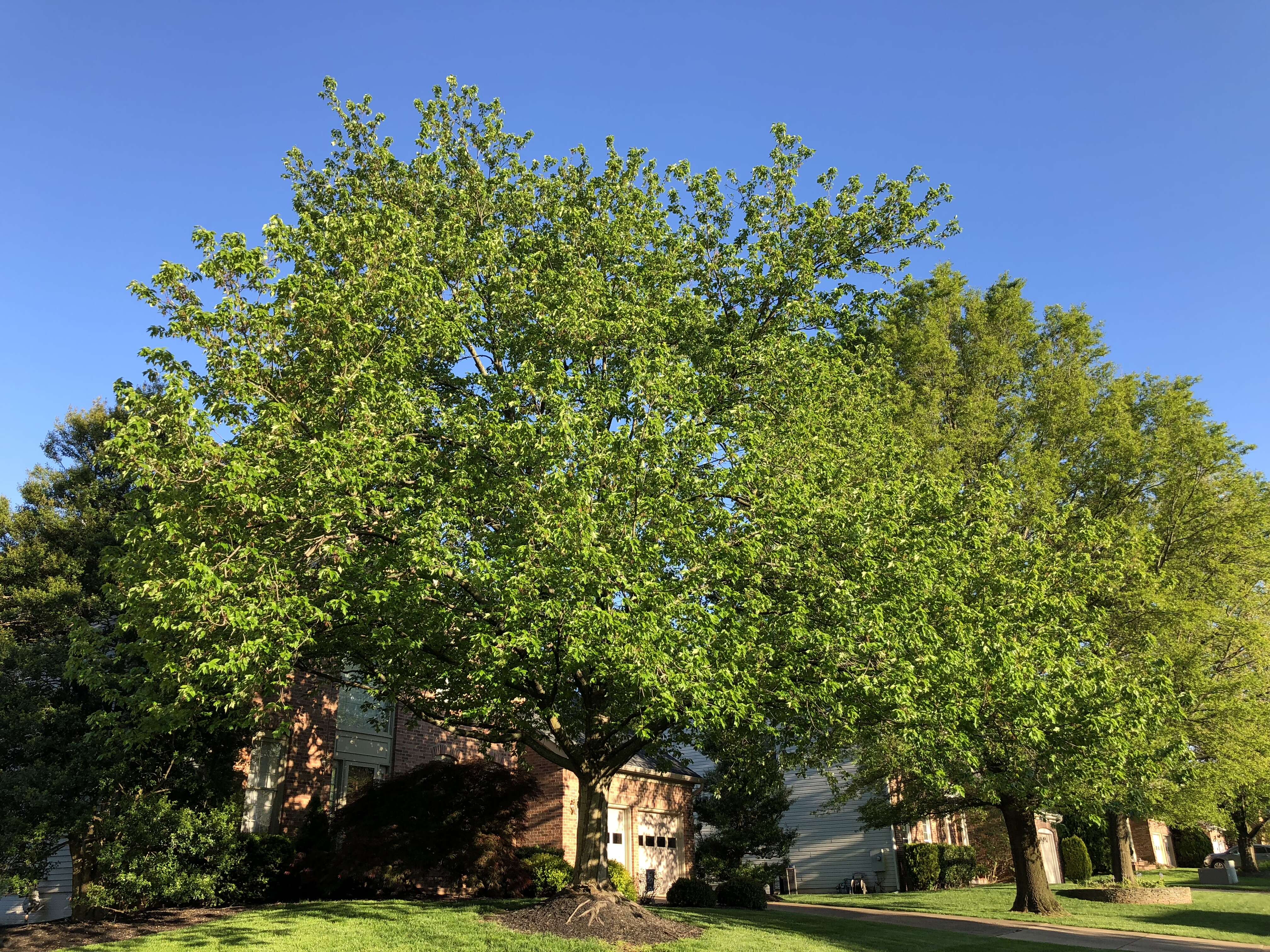 Image of Red Maple