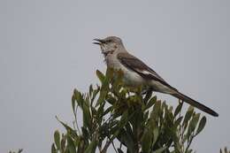 Image of Northern Mockingbird