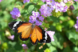 Image of Danaus petilia