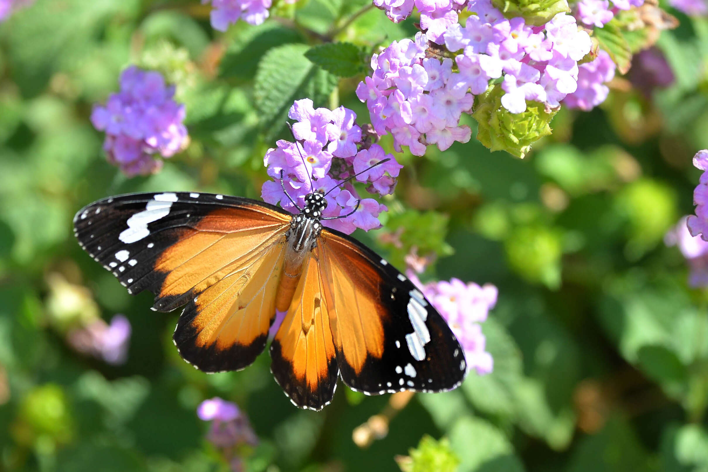 Image of Danaus petilia