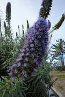 Imagem de Echium candicans L. fil.