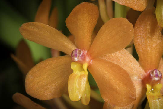 Image of Vanda curvifolia (Lindl.) L. M. Gardiner