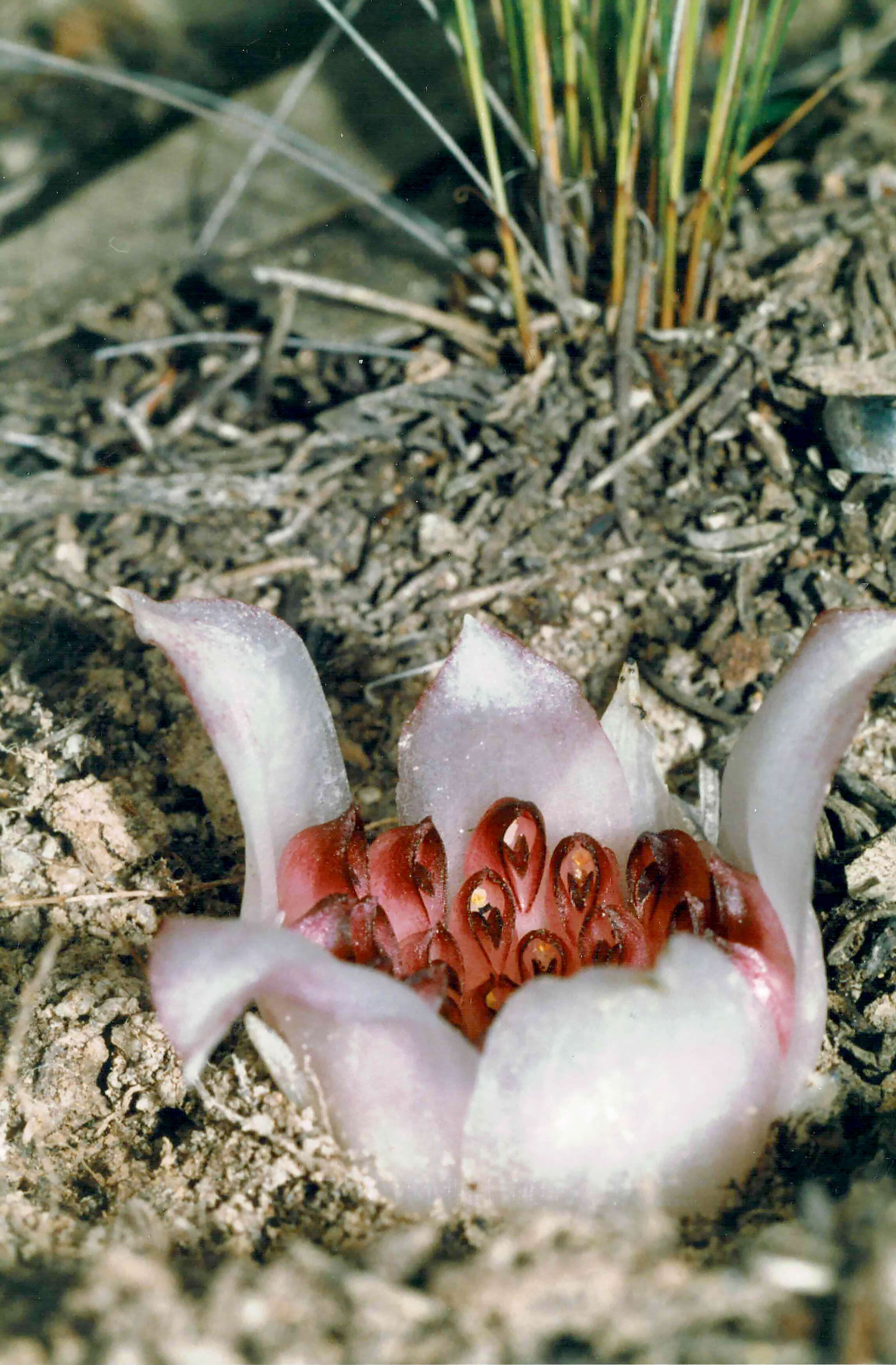 Image of Rhizanthella johnstonii