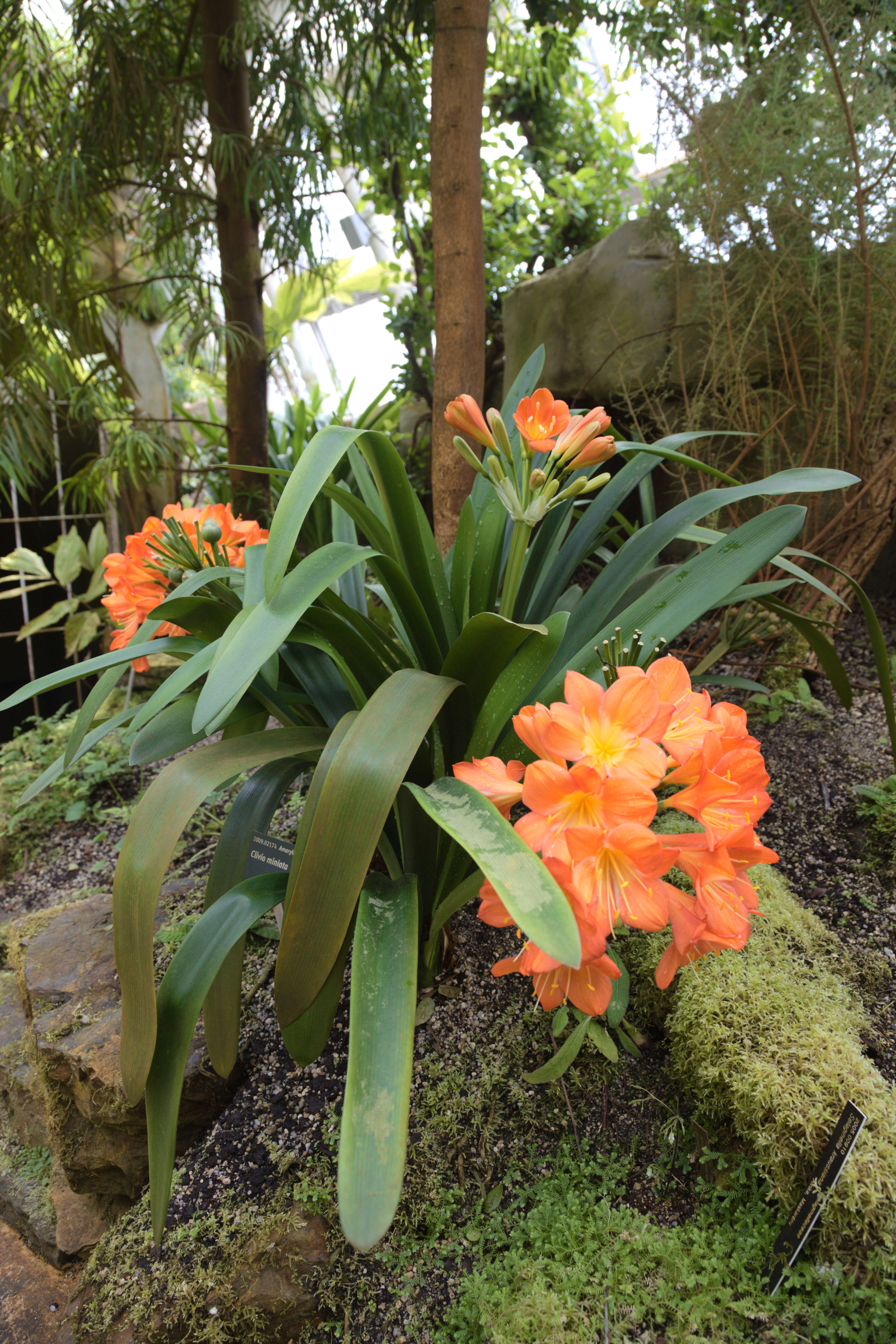 Image of Bush Lily