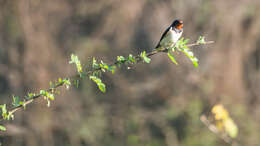 Image of Hirundo Linnaeus 1758