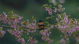 Image of Rufous Sibia