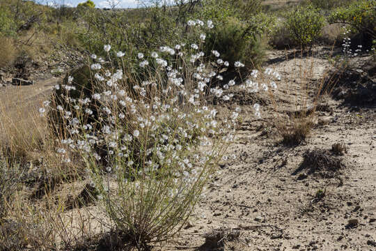 Image of false boneset