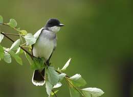 Image of Eastern Kingbird