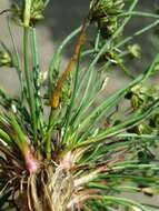 Juncus bulbosus L. resmi