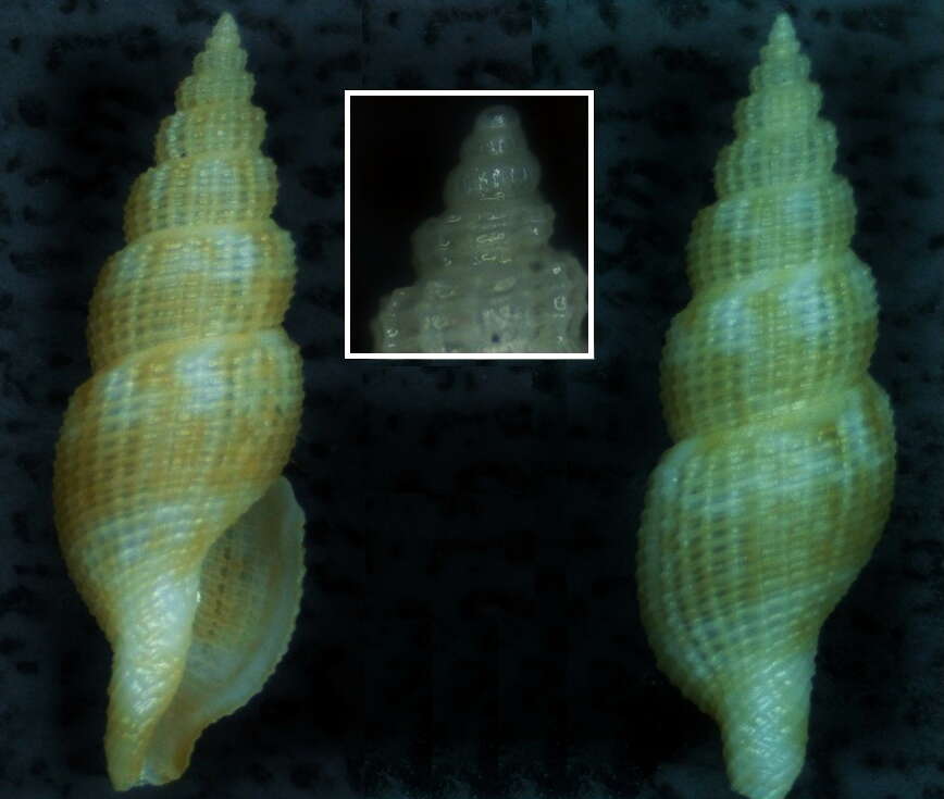 Image of Daphnella boholensis (Reeve 1843)