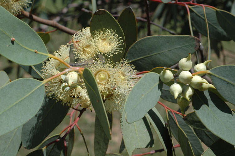 Слика од Eucalyptus oldfieldii F. Müll.