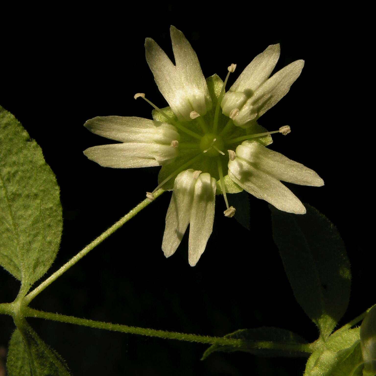 Imagem de Silene baccifera (L.) Roth