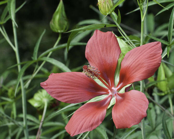 Image of Scarlet Rose-Mallow