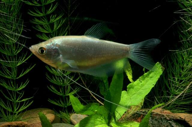 Image of moonlight gourami