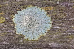 Image of Hammered shield lichen