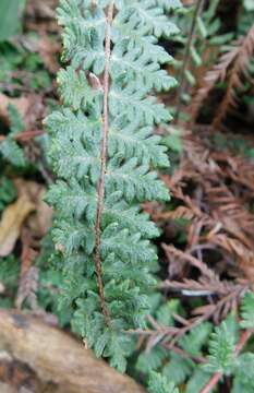 Image of golden lipfern