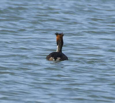 Image of Podiceps Latham 1787