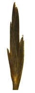 Image of bog-rush