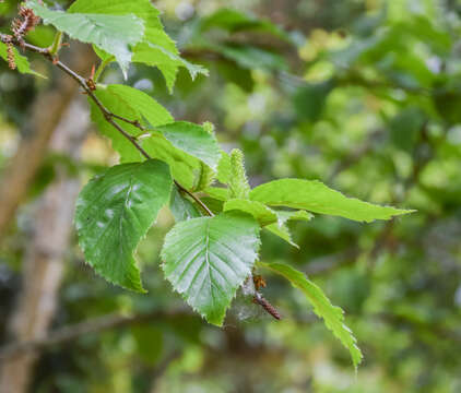 Imagem de Betula medwediewii Regel