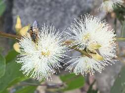 Image of cabbage gum