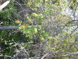 Image of Orange Honeysuckle