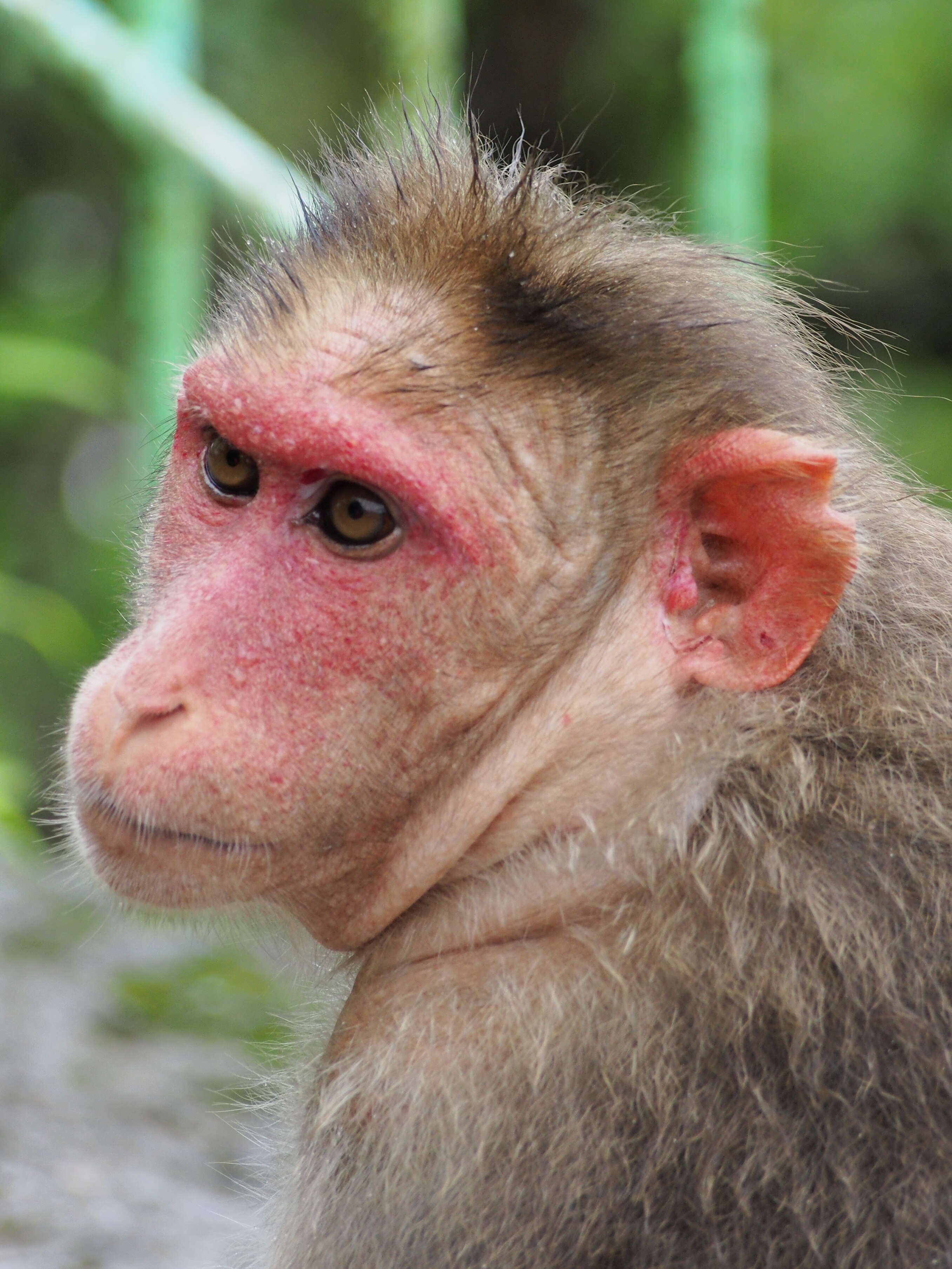 Image of Rhesus Monkey