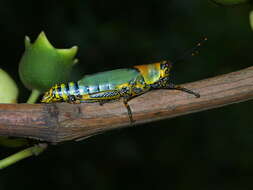 Plancia ëd Zonocerus variegatus (Linnaeus 1758)