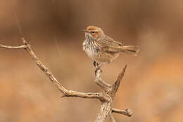 Image of Rufous Calamanthus