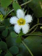 Image of Water-snowflake