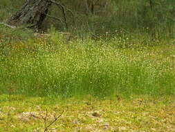 Plancia ëd Rhynchospora alba (L.) Vahl