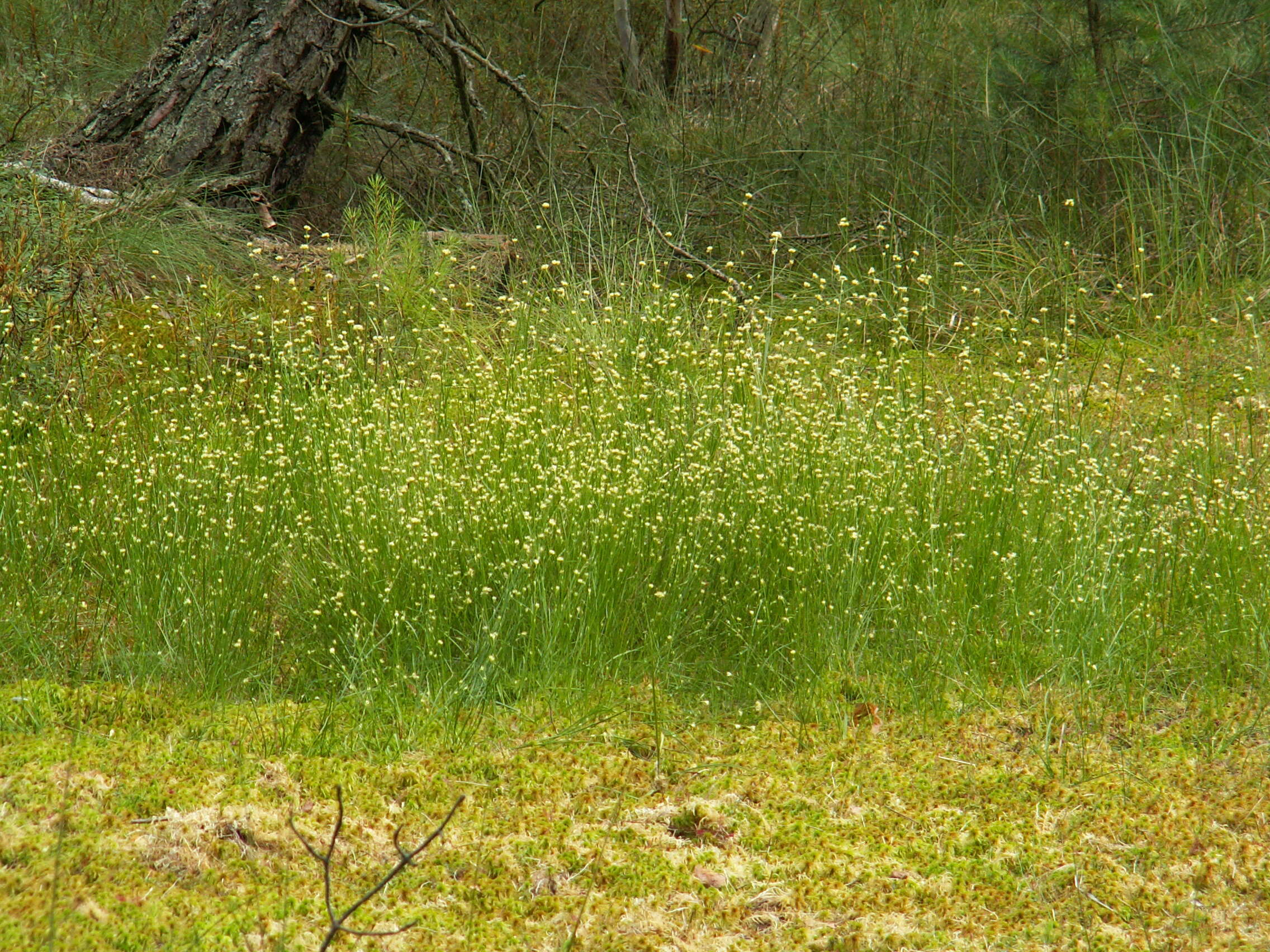 Plancia ëd Rhynchospora alba (L.) Vahl