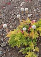 Imagem de Pulsatilla occidentalis (S. Wats.) Freyn