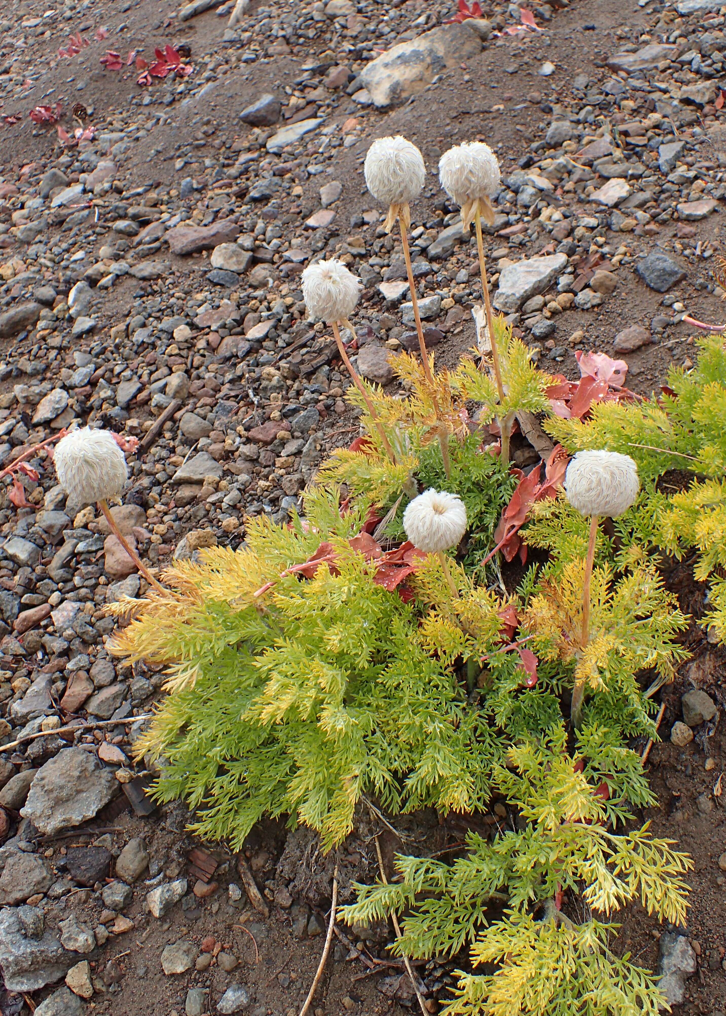 Imagem de Pulsatilla occidentalis (S. Wats.) Freyn