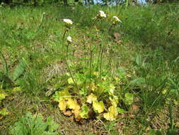 Image of saxifrage